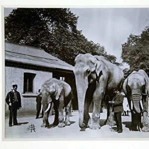 Jumbo the Elephant at London Zoo, 1870s (b / w photo)