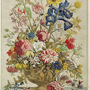 June, from Twelve Months of Flowers by Robert Furber (c