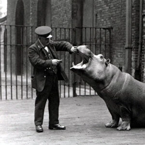 A keeper, Ernie Bowman, and Bobbie the hippopotamus at London Zoo, 1923 (b / w photo)
