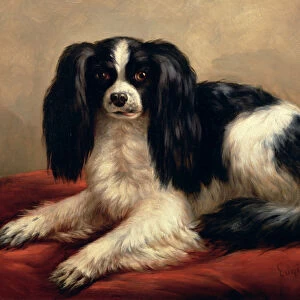 A King Charles Spaniel Seated on a Red Cushion
