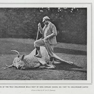 King Edward VII with a bull he has shot at Chillingham Castle, Northumberland (b / w photo)