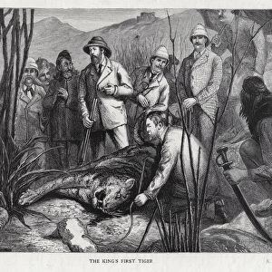 King Edward VII with the tiger he has killed (litho)