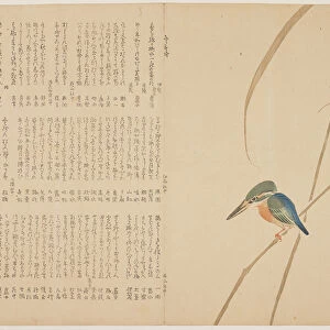 (Kingfisher on reed), c. 1818-1829