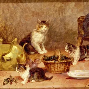 Kittens