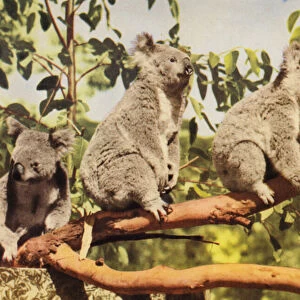 Koalas (colour photo)