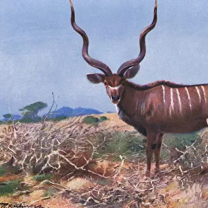 Kudu, illustration from Wildlife of the World, c. 1910 (colour litho)