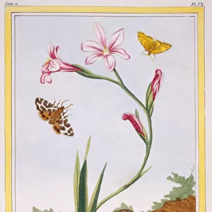 L Ixia (flesh-coloured Ixia) and Stag Beetle, c. 1776 (hand-coloured engraving)