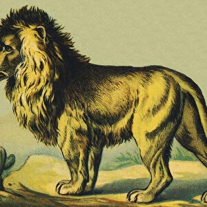 L as Lion