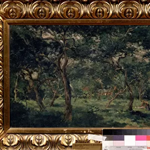"L oliveraie"(Olive Orchard) Peinture de Charles Francois Daubigny (1817-1878) 1870-1873 Musee Pouchkine, Moscou