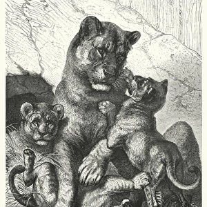 La Lionne et ses petits (engraving)