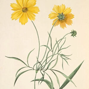 Large Flowered Tickseed, from Floral Illustrations of the Seasons, pub