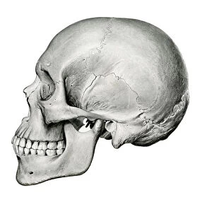 Lateral View of Human Skull, 1917 (lithograph)