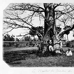 Le baobab du jardin des grapefruit, Ile Maurice - in "Souvenir de l