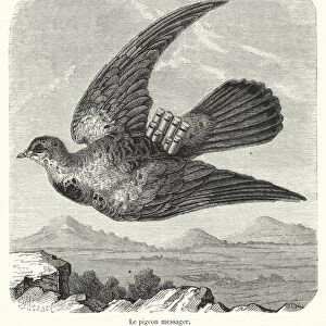 Le pigeon messager (engraving)