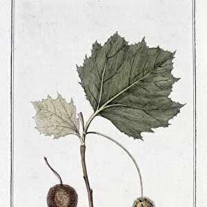 Le Platane d Occident (Platanus occidentalis) - in "Exercises de botany a l