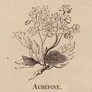 Le Vocabulaire Illustre: Aubepine; Hawthorn; Hagedorn (engraving)