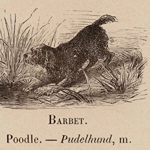 Le Vocabulaire Illustre: Barbet; Poodle; Pudelhund (engraving)