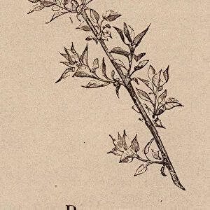 Le Vocabulaire Illustre: Branche; Branch; Zweig (engraving)
