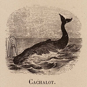 Le Vocabulaire Illustre: Cachalot; Sperm-whale; Pottfisch (engraving)