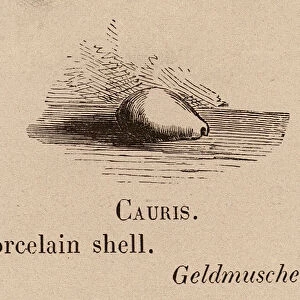 Le Vocabulaire Illustre: Cauris; Porcelain shell; Geldmuschel (engraving)