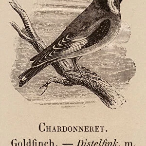 Le Vocabulaire Illustre: Chardonneret; Goldfinch; Distelfink (engraving)