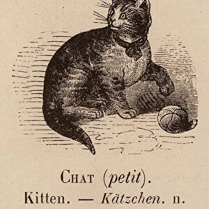 Le Vocabulaire Illustre: Chat (petit); Kitten; Katzchen (engraving)