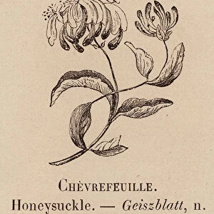 Le Vocabulaire Illustre: Chevrefeuille; Honeysuckle; Geiszblatt (engraving)