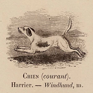 Le Vocabulaire Illustre: Chien (courant); Harrier; Windhund (engraving)
