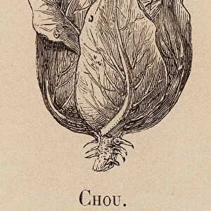 Le Vocabulaire Illustre: Chou; Cabbage; Kohl (engraving)