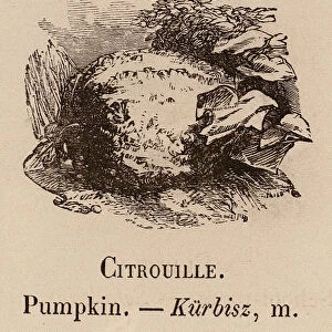 Le Vocabulaire Illustre: Citrouille; Pumpkin; Kurbisz (engraving)