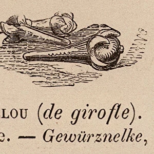 Le Vocabulaire Illustre: Clou (de girofle); Clove; Gewurznelke (engraving)