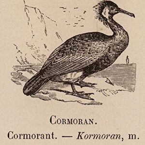 Le Vocabulaire Illustre: Cormoran; Cormorant; Kormoran (engraving)