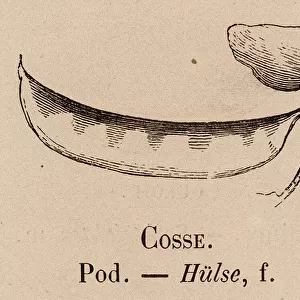 Le Vocabulaire Illustre: Cosse; Pod; Hulse (engraving)