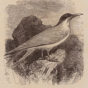 Le Vocabulaire Illustre: Hirondelle (de mer); Tern; Seeschwalbe (engraving)