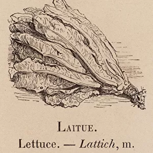 Le Vocabulaire Illustre: Laitue; Lettuce; Lattich (engraving)