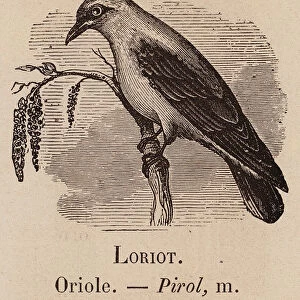 Le Vocabulaire Illustre: Loriot; Oriole; Pirol (engraving)