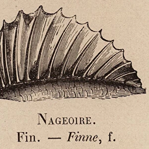Le Vocabulaire Illustre: Nageoire; Fin; Finne (engraving)