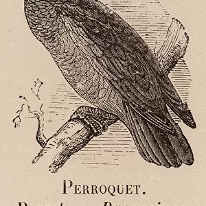 Le Vocabulaire Illustre: Perroquet; Parrot; Papagei (engraving)