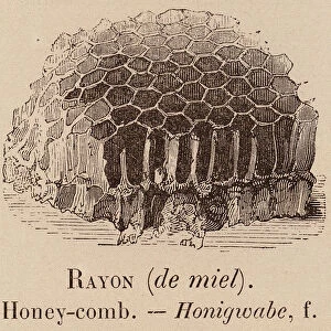 Le Vocabulaire Illustre: Rayon (de miel); Honey-comb; Honigwabe (engraving)
