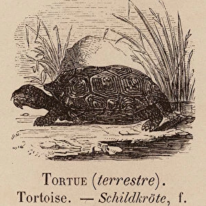 Le Vocabulaire Illustre: Tortue (terrestre); Tortoise; Schildkrote (engraving)