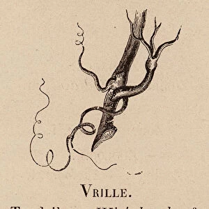Le Vocabulaire Illustre: Vrille; Tendril; Wickelranke (engraving)