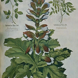 A Leaf from Beslers Hortus Eystettensis (coloured engraving)