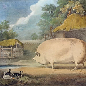 A Leicester Sow, 2 years old, the property of Samuel Wiley (litho)