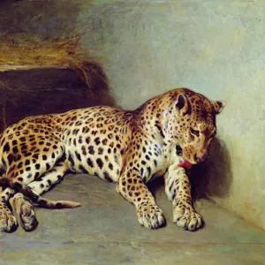 The Leopard The Leopard