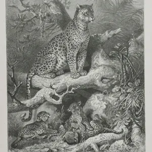 The Leopard