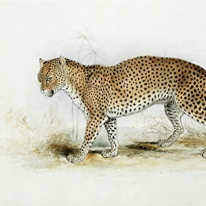 The Leopard (w / c on paper)