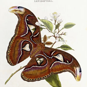 Lepidoptera: Phaloena Atlas, 1798-1799 (hand-coloured engraving)