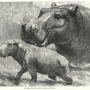 Les hippopotames du jardin zoologique de Londres (engraving)