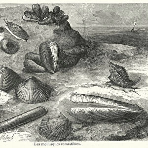 Les mollusques comestibles (engraving)