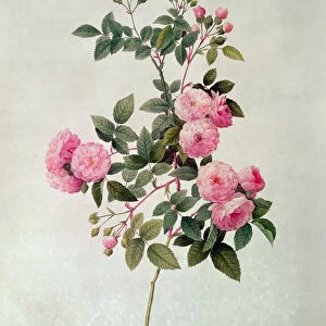 Les Roses de Thory, Rosa Multiflora Carnea (lithograph)